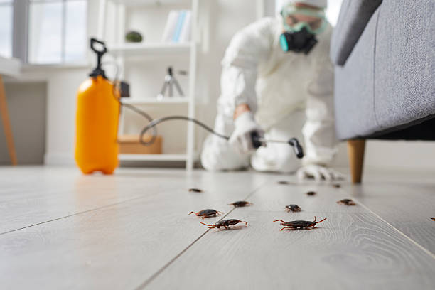 Commercial Kitchen Cockroach Control in Fairfax Station
